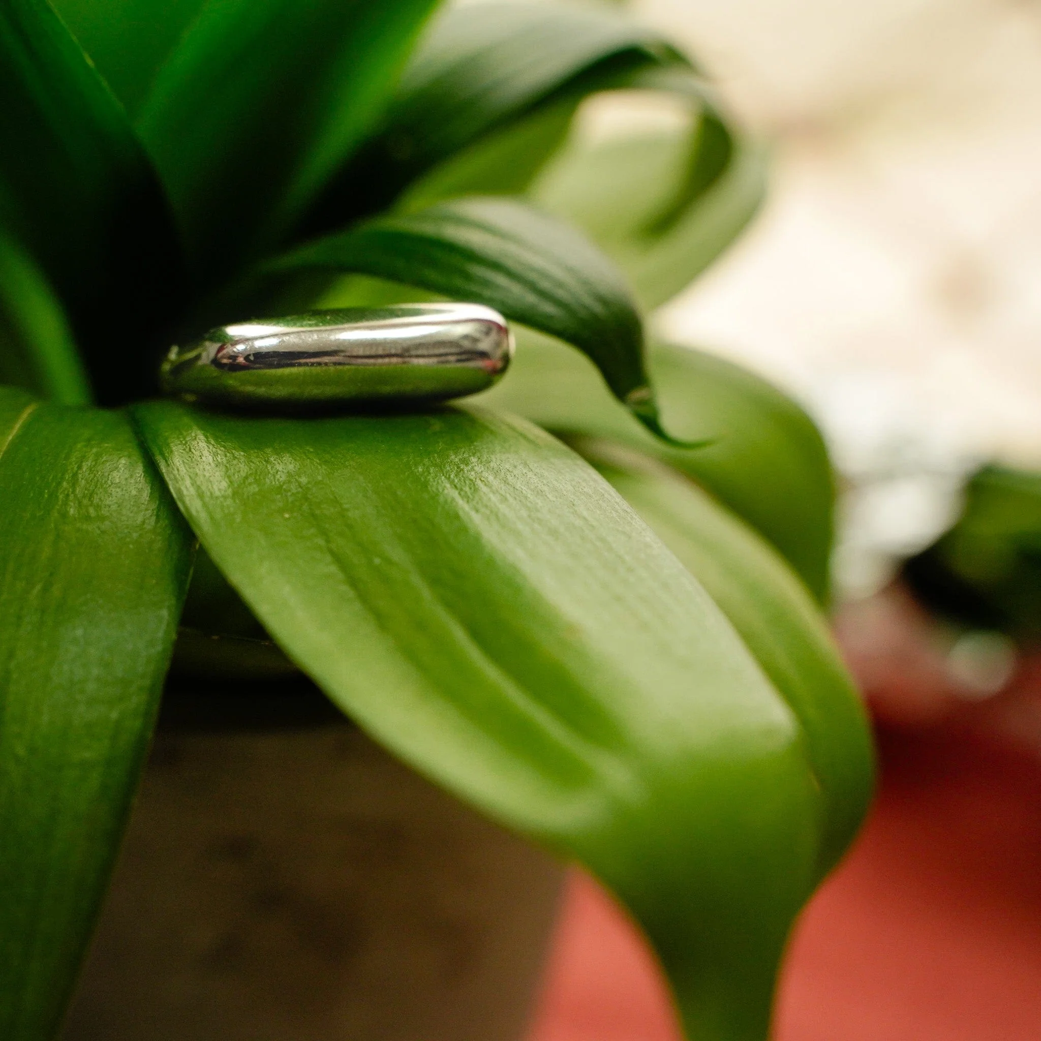 Fresh Ring - Image 3
